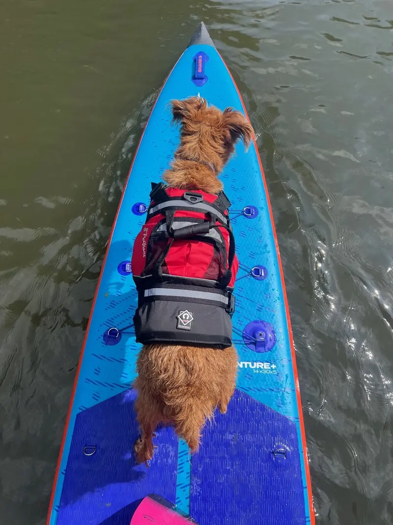 Crewsaver Petfloat Hundeschwimmhilfe – Rettungsweste für Hunde
